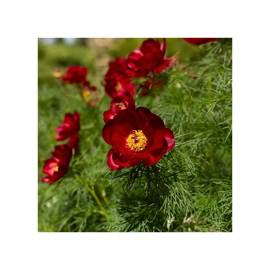 Heirloom Non Gmo Tenuifolia Flower Unique Delicate Blooms Garden Planting Flower Seeds Home [neera-v5-163a215b7637fdbdc705]