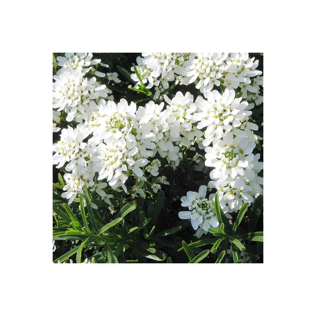 White Heirloom Candytuft Snow Flower Non Gmo Ground Cover Blooms Planting Flower Seeds Home [neera-v5-163c3a4301a6e4cf5f1c]