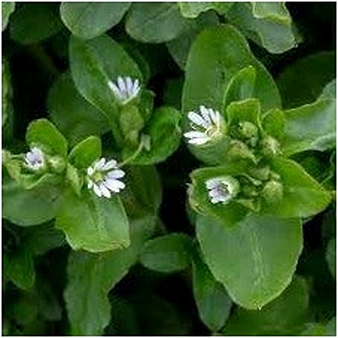 Chickweed Flower Seeds for Planting [neera-v5-1645d03e99ab1f155c70]