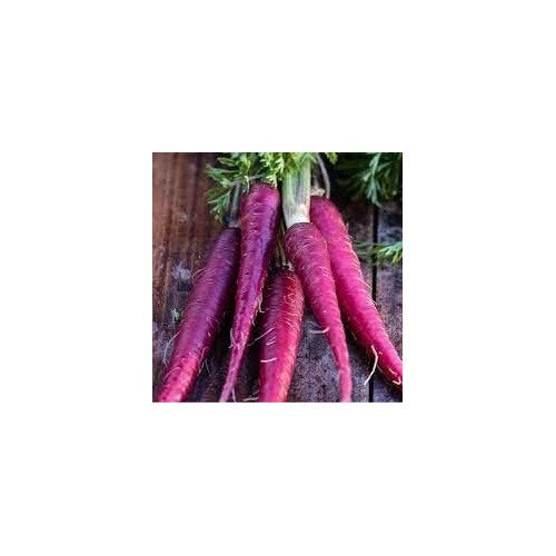 Purple Carrot Seeds for Planting | Heirloom, Non-GMO, High Germination, Organic Garden Seeds [neera-v5-1646d386c50848cbbcb8]