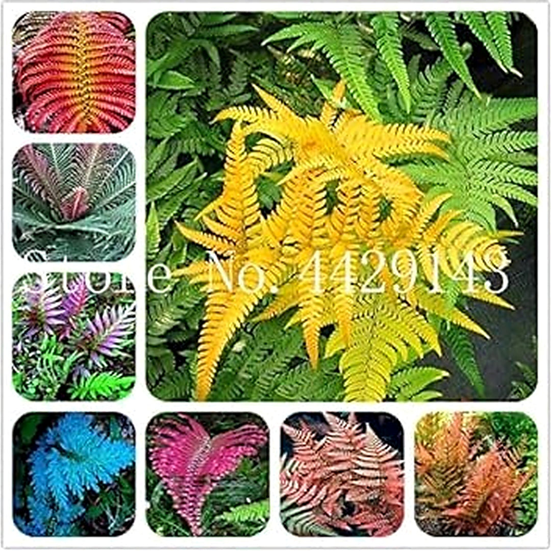 Mixed Color Fern Plant Seeds for Planting [neera-v5-16552092d9e71b6e4542]