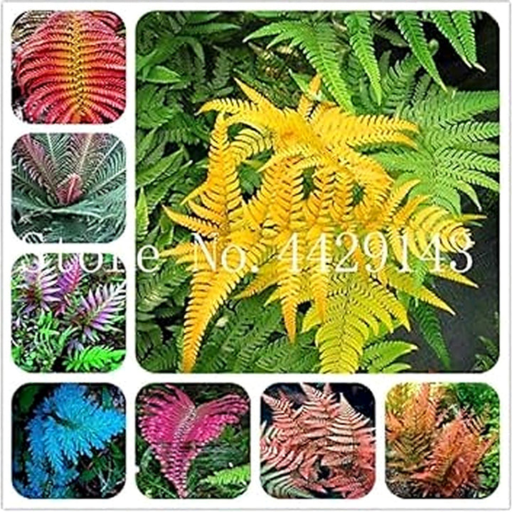 Mixed Color Fern Plant Seeds for Planting [neera-v5-16552092d9e71b6e4542]