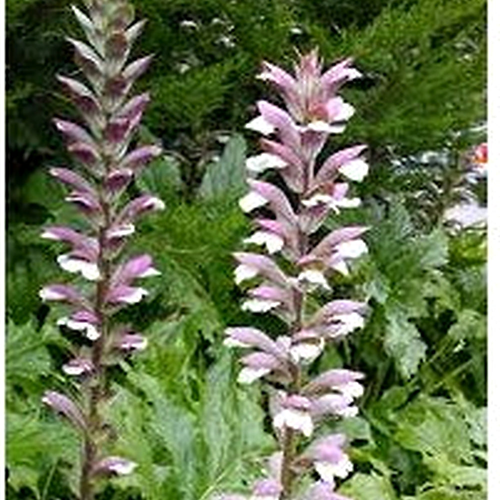 Bear’s Breeches Plant Seeds for Planting [neera-v5-1656bb9ad85dcbf87a93]