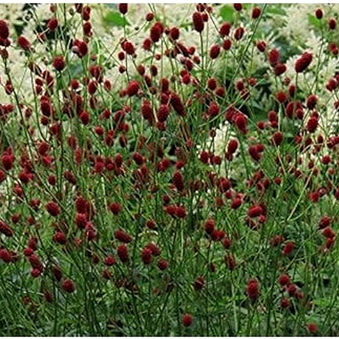 Red Sanguisorba Officinalis Seeds for Planting [neera-v5-1667b4a975a2b631b177]