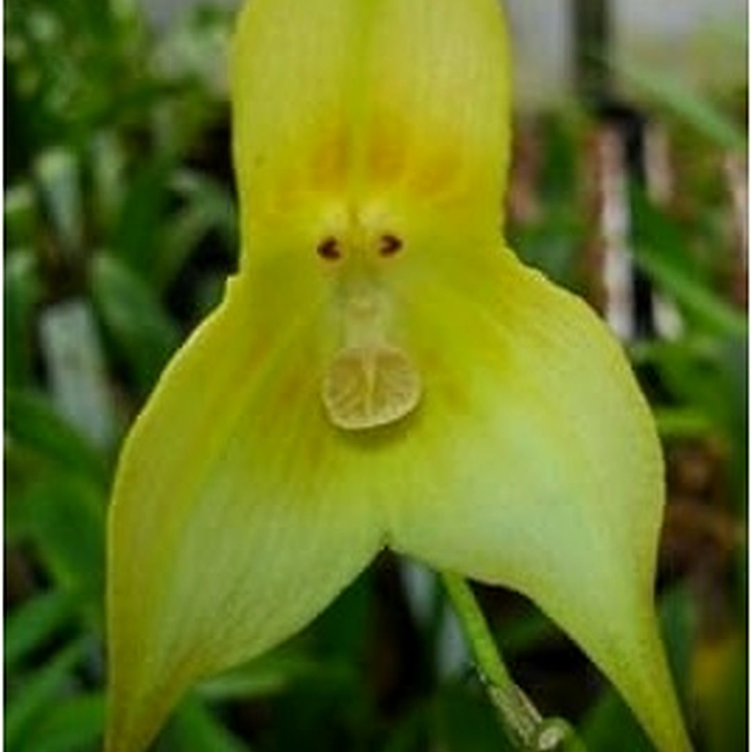 Green Monkey Face Orchid Seeds [neera-v5-16743aa249b4d21323cc]
