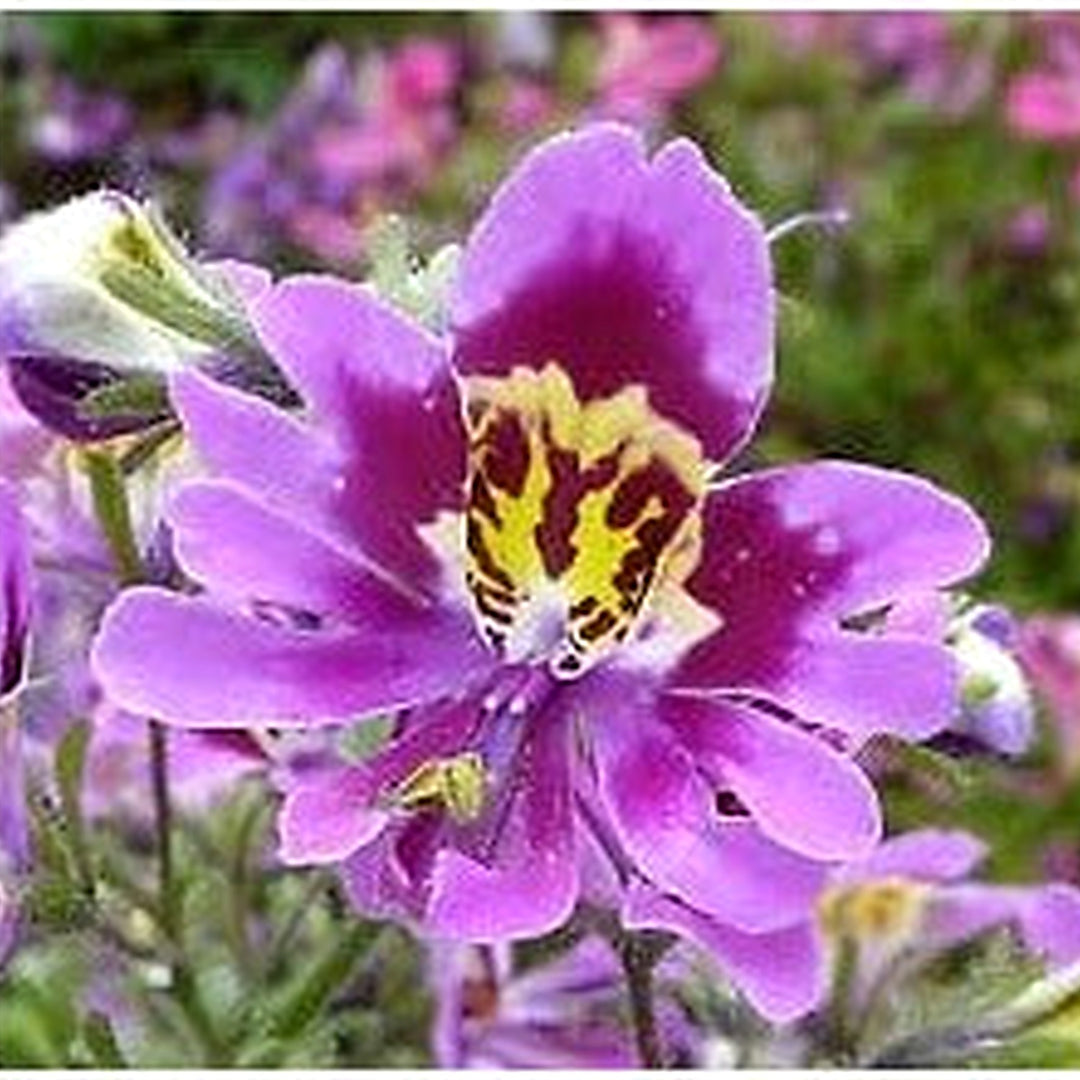 Organic Heirloom Purple Schizanthus Flower Seeds for Planting [neera-v5-167e2a822fb354f21f46]