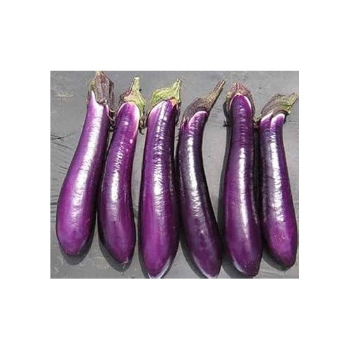 Millionaire Purple Eggplant Seeds for Planting [neera-v5-168370b3ca90cbec44f8]