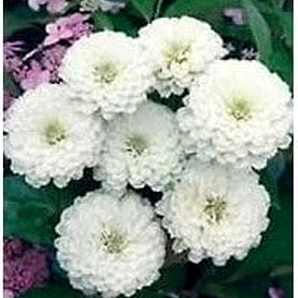 Heirloom Non-GMO White Oklahoma Flower Seeds for Planting [neera-v5-168935cb7aea3debc3fa]