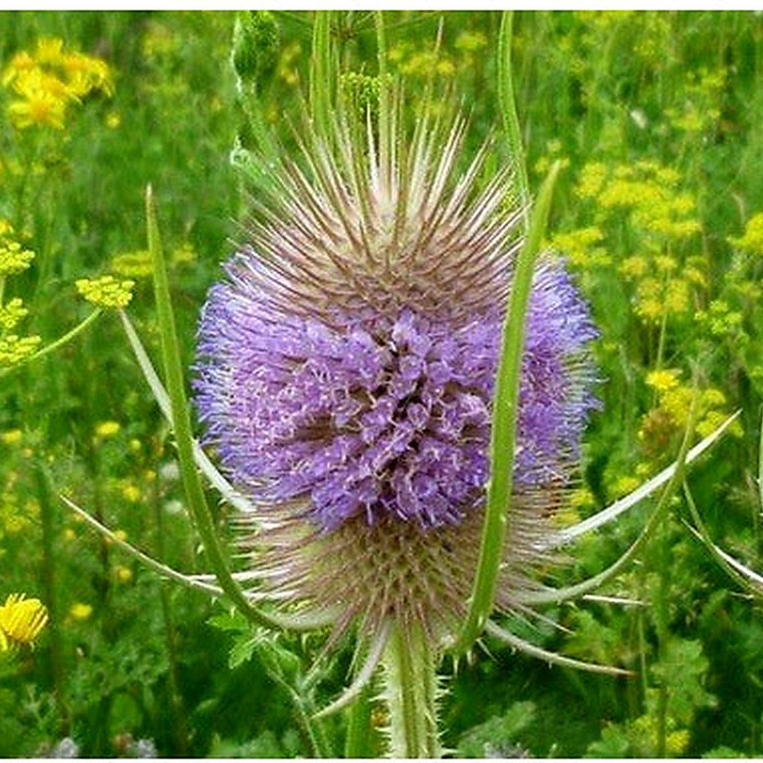 Dipsacus Plant Seeds for Planting [neera-v5-1690cc425fd7c4db2c16]