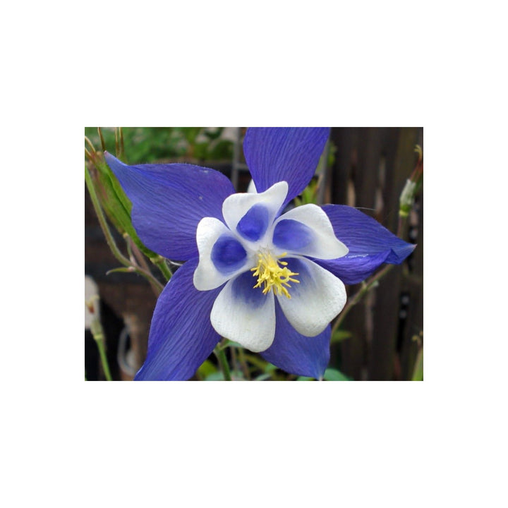 Columbine Flower Heirloom Non Gmo Planting Flower Seeds for Home Garden Planting, Vibrant Organic [neera-v5-1694466aa26a7c668fd9]