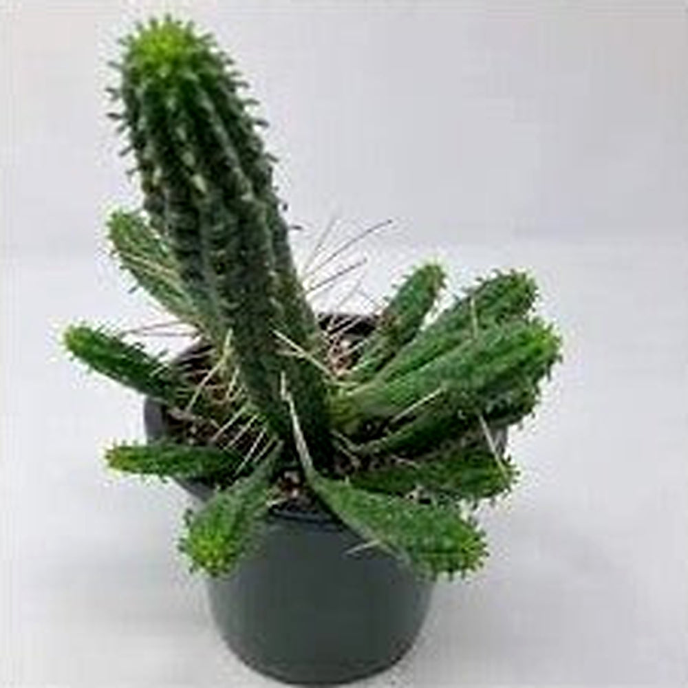 Euphorbia Spiralis Plant Seeds [neera-v5-169540f77fa015161c77]