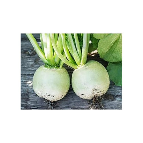 Heirloom Radish Vegetable Seeds for Planting [neera-v5-169b2f4d5aebbdf94933]
