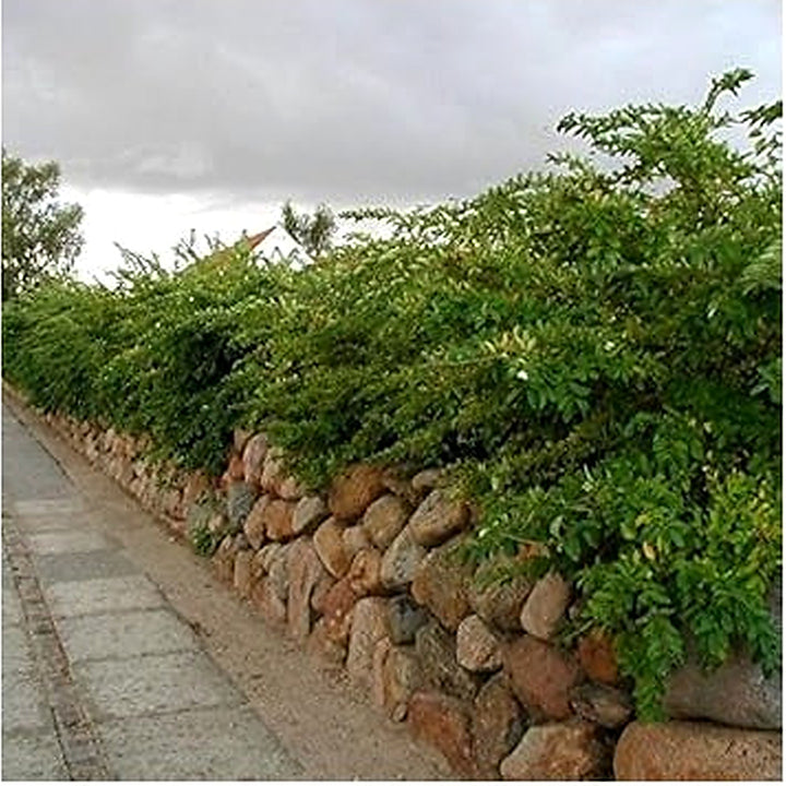 Heirloom Non-GMO White Privet Flower Seeds for Planting [neera-v5-16a41f8c7f94cc6f8037]