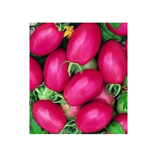 Pink Tomato Seeds for Planting [neera-v5-16a9dacc76f5ff92958a]