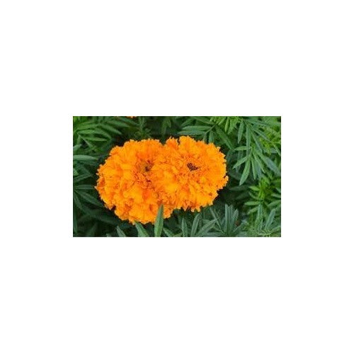 Heirloom Marigold Flower Seeds Non-GMO for Garden Planting Bright Pest-Repellent Blooms [neera-v5-16aad63478a8e26442ae]
