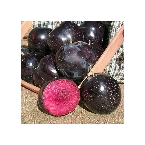 Burgundy Alubukhara (Plum) Fruit Seeds for Planting [neera-v5-16ada8382d3f8d47c8bb]