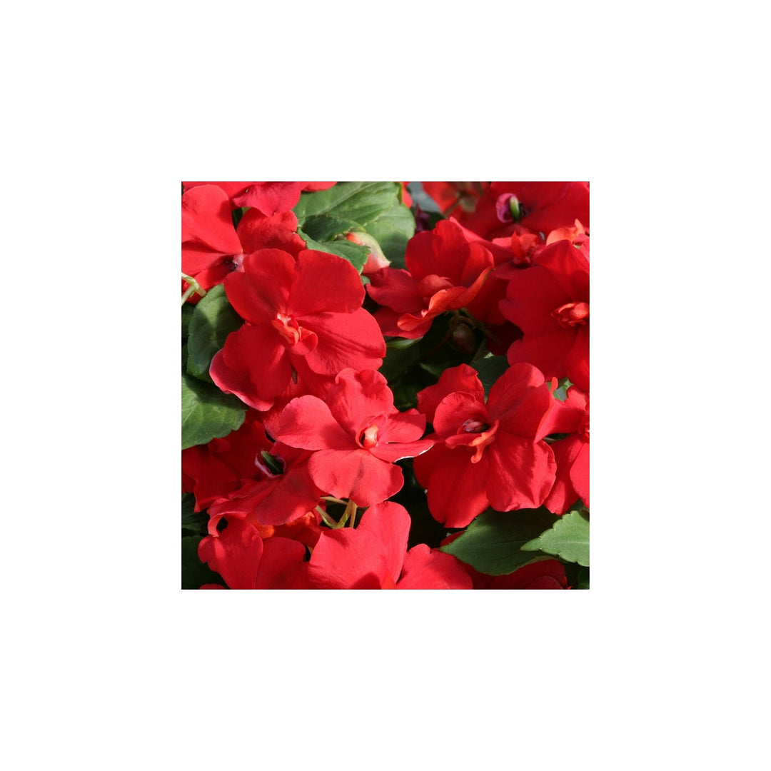Impatiens Flower Heirloom Non Gmo Shade Loving Blooms Garden And Container Planting Flower [neera-v5-16b107c60a77e95735de]