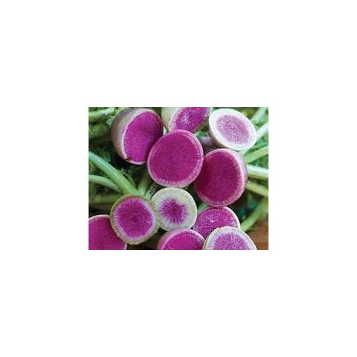 Radish Starburst Seed Pack for Planting | Heirloom Non-GMO Organic Garden Seeds for Vibrant Tasty Radishes [neera-v5-16b3273778b387b70c93]