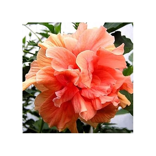 Heirloom Non-GMO Peach Hibiscus Flower Seeds [neera-v5-16b507cc5554c81a3805]