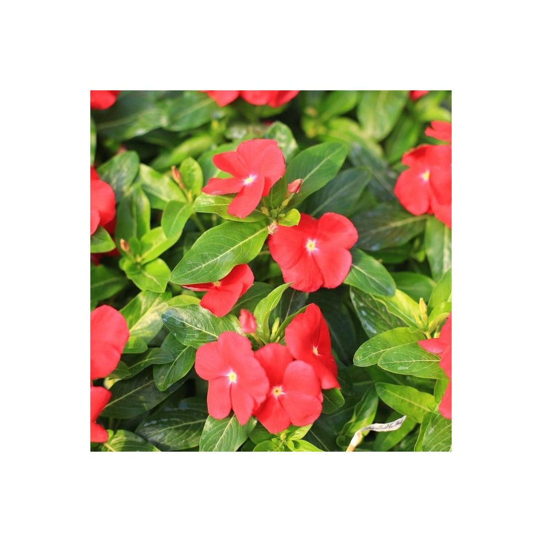 Red Vinca Flower Planting Organic Heirloom Non Gmo Blooming Flower Seeds Home Garden [neera-v5-16b89d522c7c66653111]