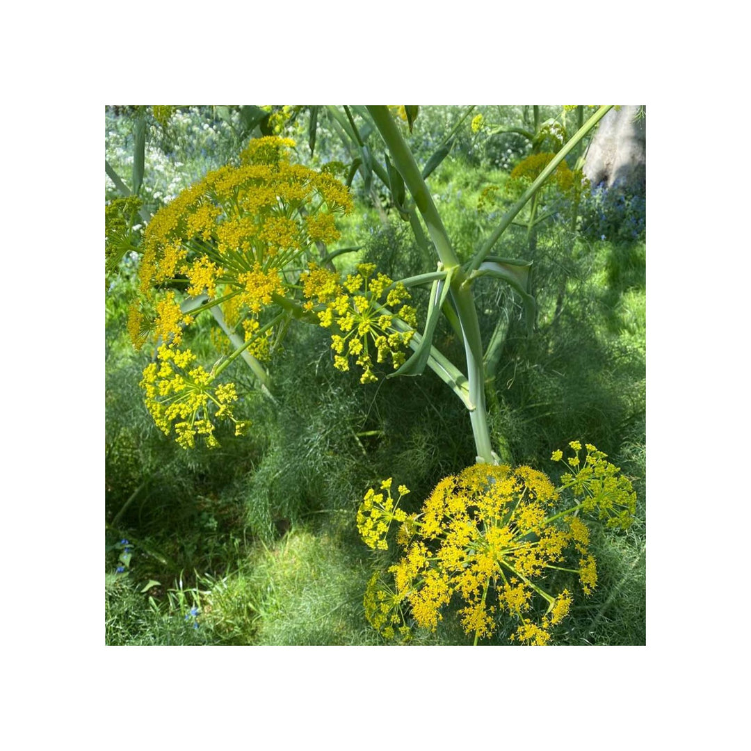 Fennel Flower For Planting Heirloom Non Gmo Flower Seeds for Home Garden Planting, Colorful Organic [neera-v5-16c181e3d5f25af8a0fd]