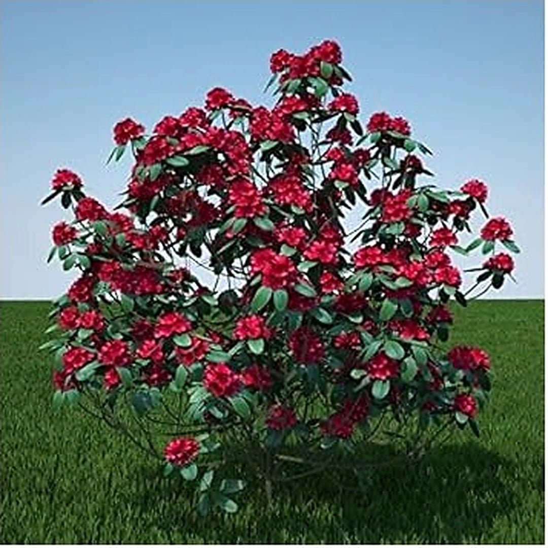 Heirloom Red Rhododendron Flower Seeds, Non-GMO Vibrant Blooms for Planting [neera-v5-16c1ecc2fdb79d398eeb]