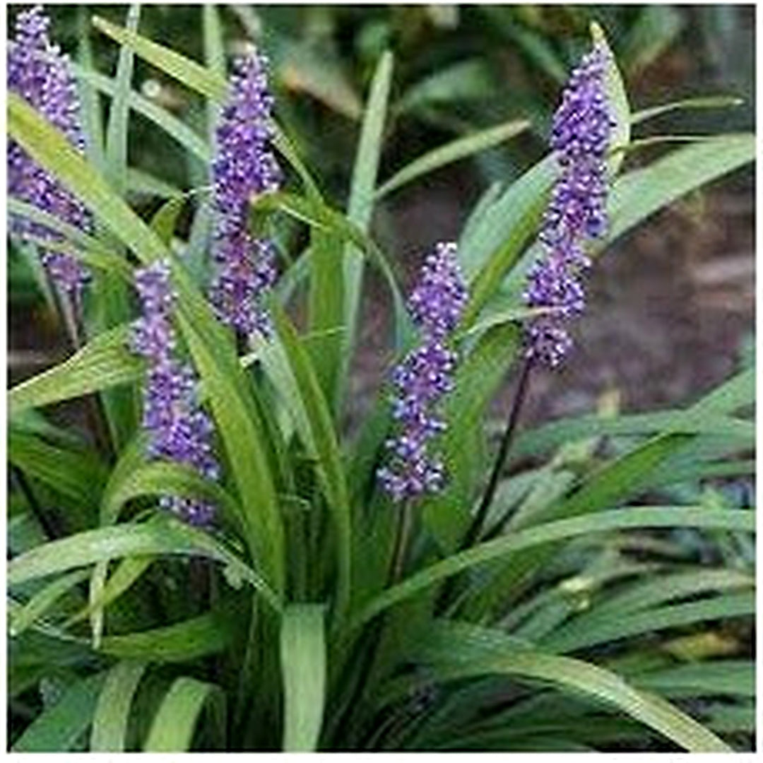 Monkey Grass Seeds for Planting [neera-v5-16c3eaadbad4cecf84cf]