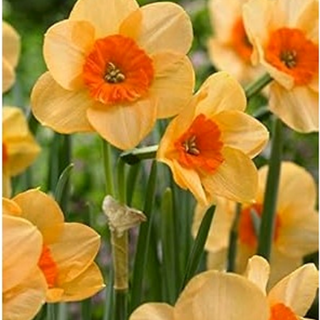 Heirloom Non-GMO Light Orange Narcissus Flower Seeds for Planting [neera-v5-16dc0b429bf8b30043e7]