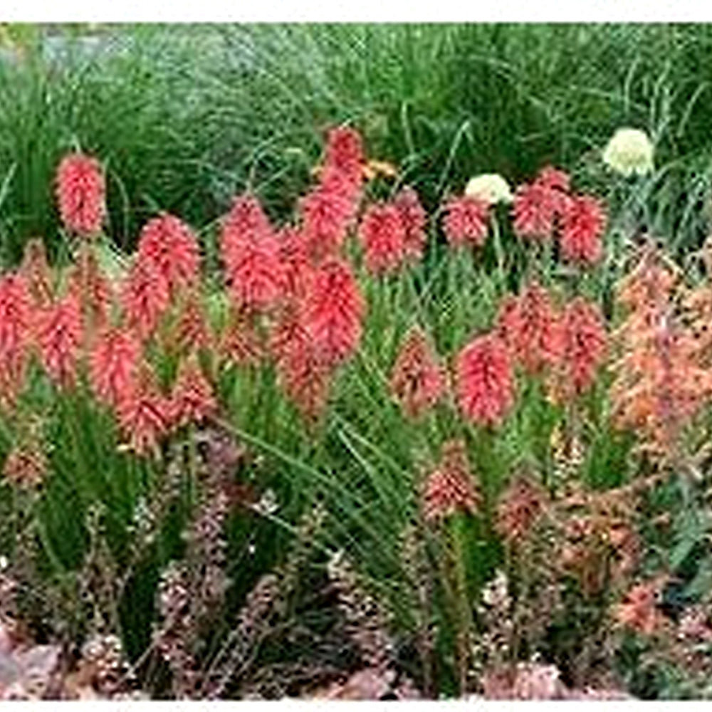 Heirloom Non-GMO Red Kniphofia Flower Seeds for Planting [neera-v5-16e0b26c8025482be187]