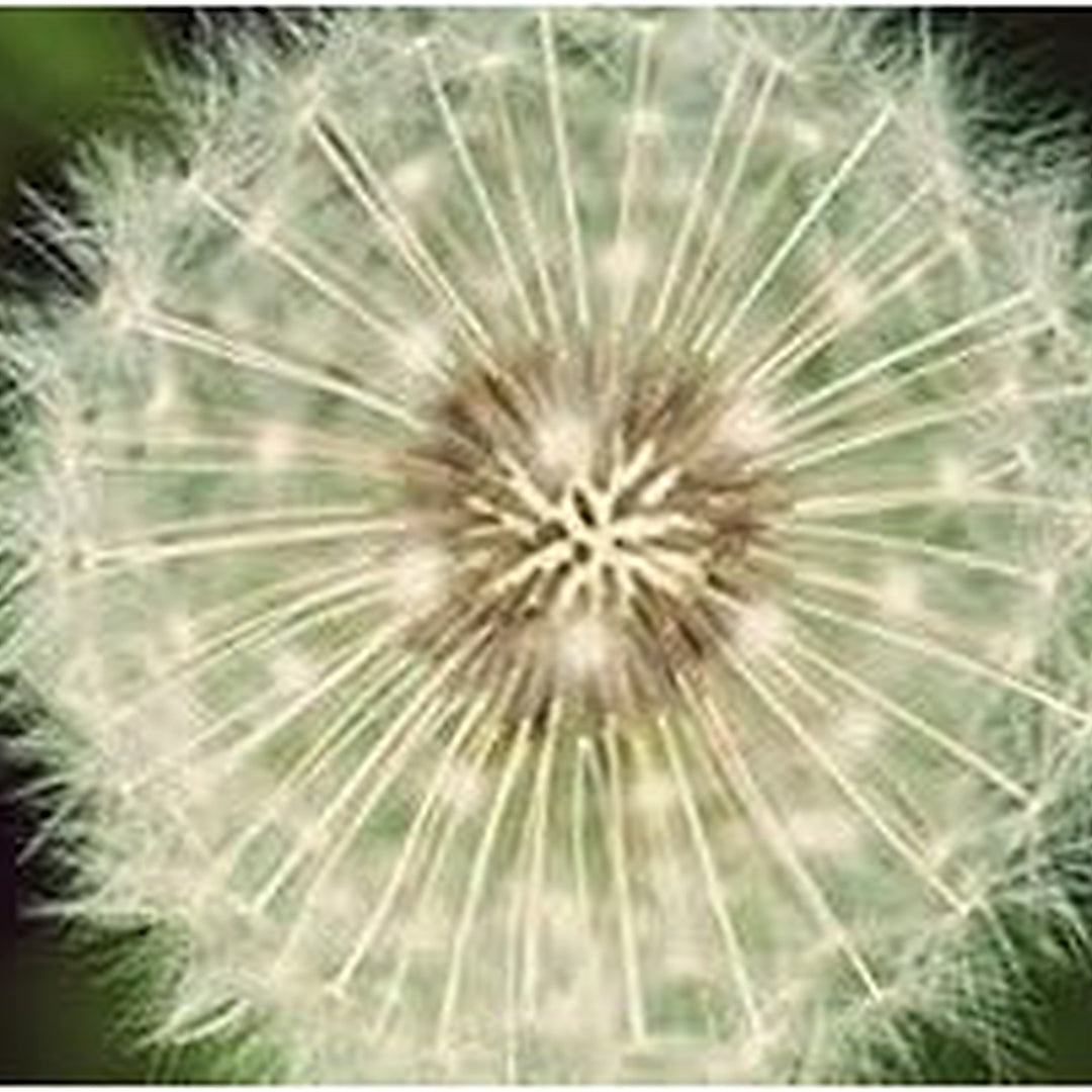 Organic White Dandelion Plant Seeds for Planting [neera-v5-16f238818aa118aa4899]