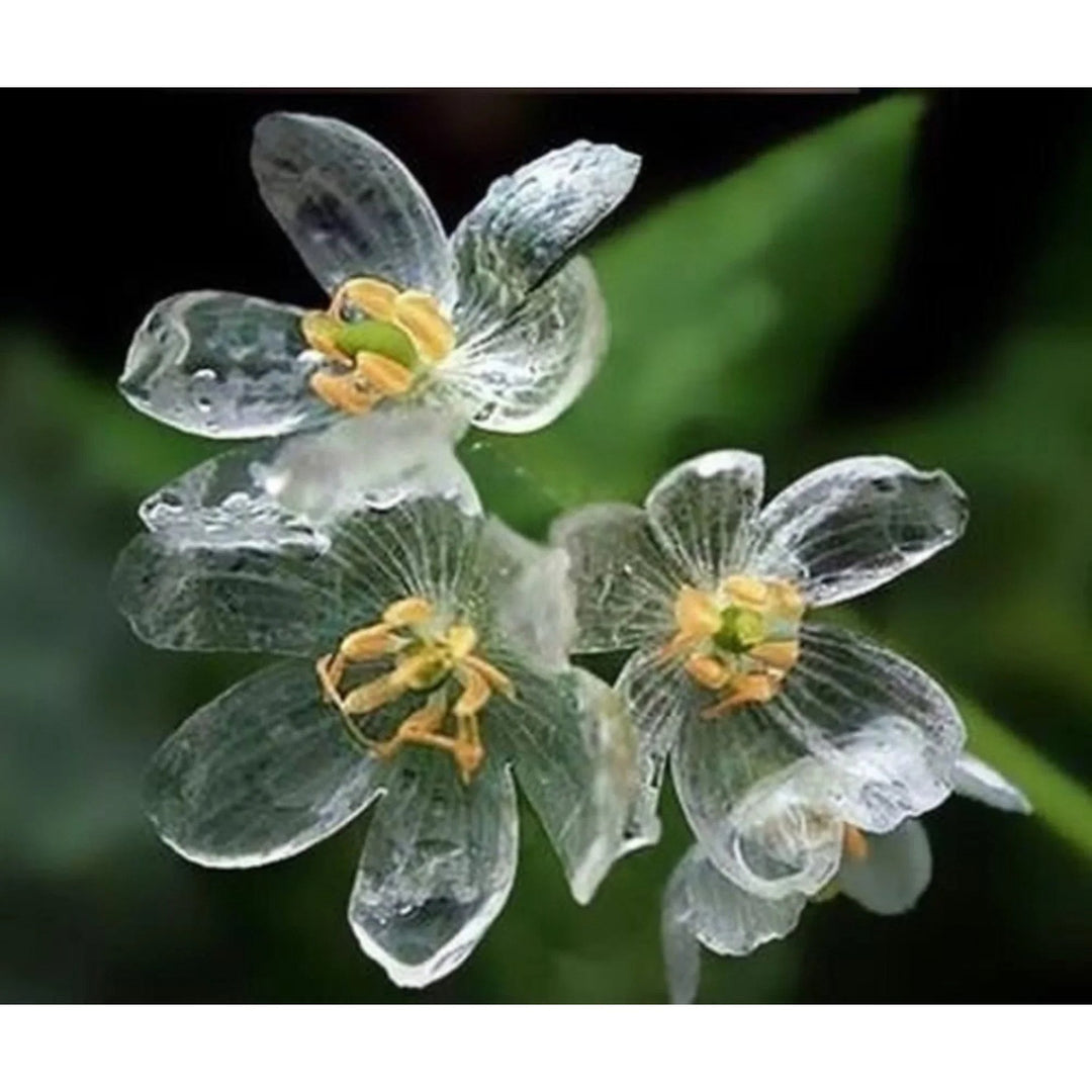 Skeleton Flower Diphylleia Grayi Flower For Planting In Shaded Backyard Gardens Decorative Pots [neera-v5-16f25a19589e396ef2a0]