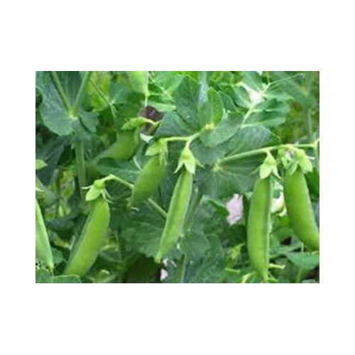 Pea Sugar Snap Daddy Pea Heirloom Non Gmo Perfect Peas Fragrant Climbing Annual Flower Seeds for Planting [neera-v5-16f6ac7d06c915c1bb89]