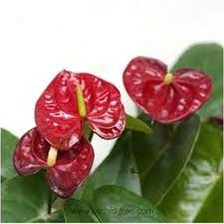 Maroon Anthurium Linden Flower Seeds for Planting [neera-v5-1701cd231e60e1bb8b82]