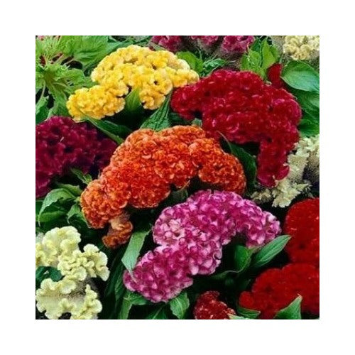 Celosia Cristata Mixed Cockscomb Dried Flowers Cutflowers Non Gmo Heirloom Flower Seeds Home [neera-v5-1704ad3fc5c14caf42f1]