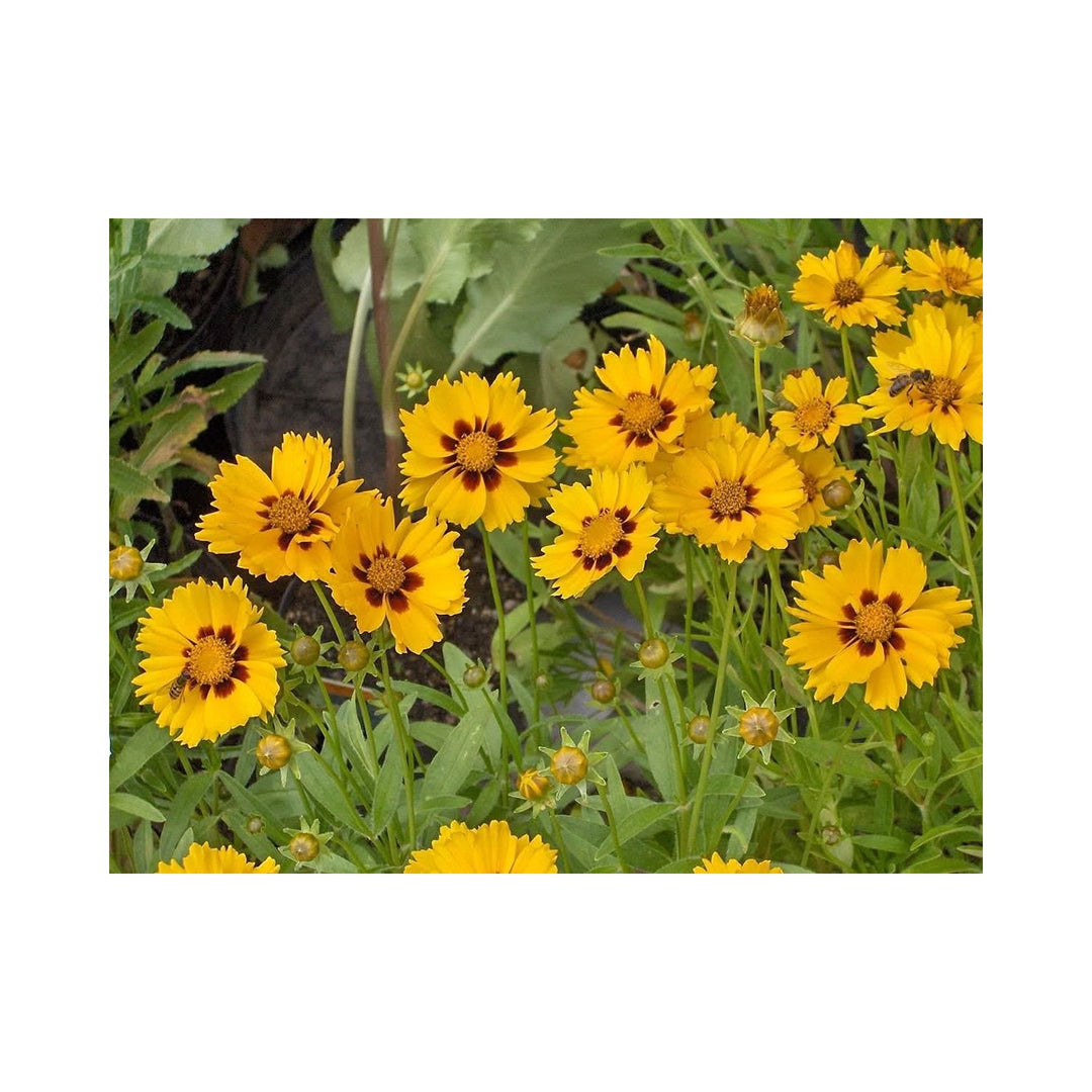 Golden Coreopsis Wave Tickseed Flower Flower Seeds for Home Garden Planting, Blooming Organic [neera-v5-170b5061c85bc1a839f9]