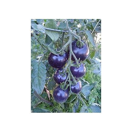 Dark Blue Tomato Seeds [neera-v5-17109d137110a0437259]