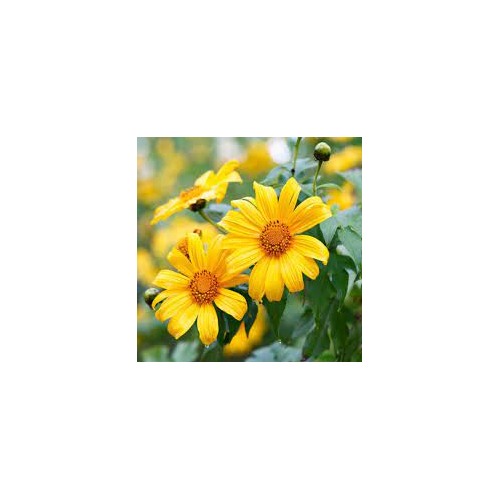Yellow Torch Mexican Sunflower Seeds (Tithonia) for Planting [neera-v5-1711b23b94e35702bef6]