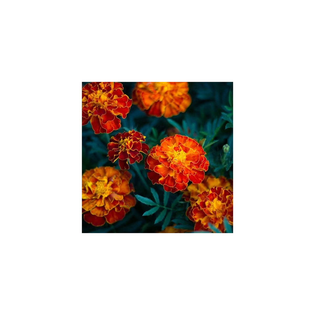 Heirloom Non Gmo Russian Marigold Flower For Planting Bright Hardy Blooms For Garden Borders Flower [neera-v5-1711b284fe8b90462298]