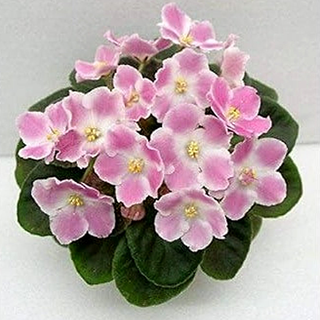 Soft Pink Mini Violet Rare Flower Seeds for Planting [neera-v5-1714152d6bd8b3b8c8a5]