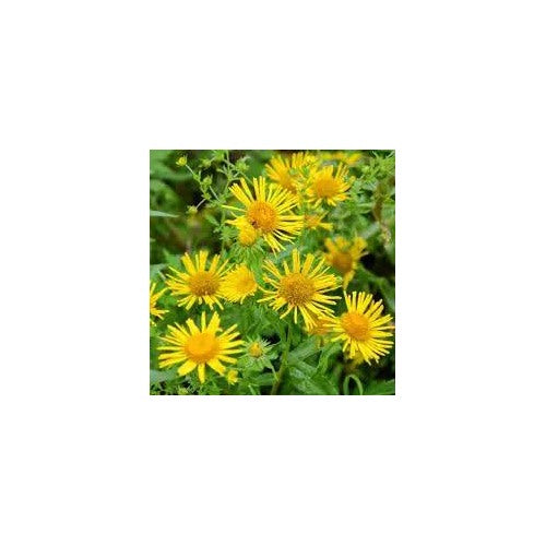 Enula Asteraceae Flower For Planting Non Gmo Flower Seeds for Home Garden Planting, Landscape [neera-v5-1715484b196b9d48c0e5]