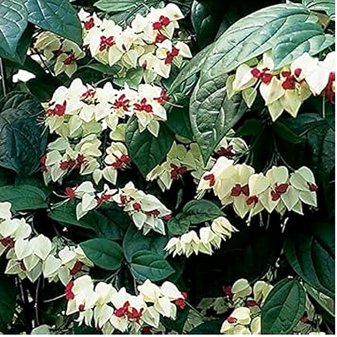 Organic Heirloom White Clerodendrum Thomsonae Hanging Flower Seeds [neera-v5-172ab1849ef92d2c0084]