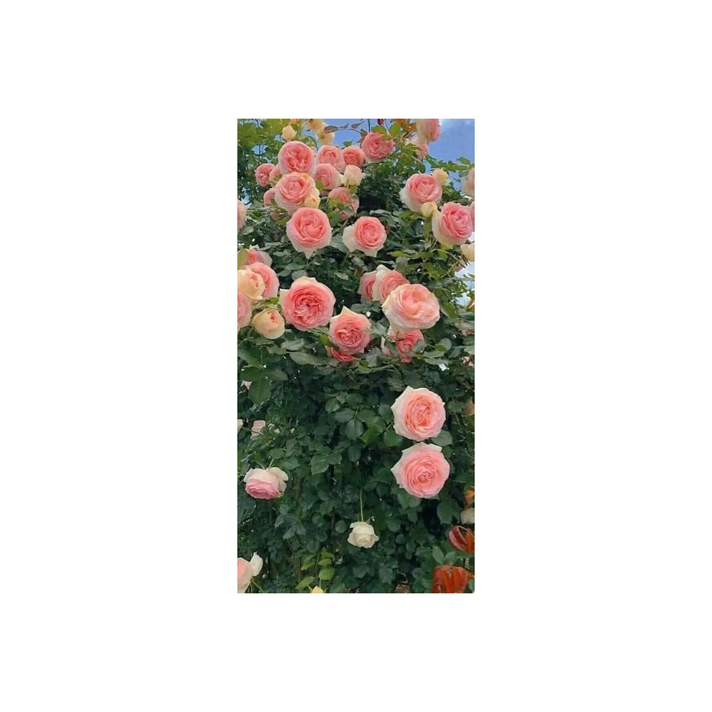 Peach Climbing Rose Plant Non Gmo Heirloom Garden For Planting Beautiful Flowers Flower Seeds for [neera-v5-172d9f51e93289ca4a6b]