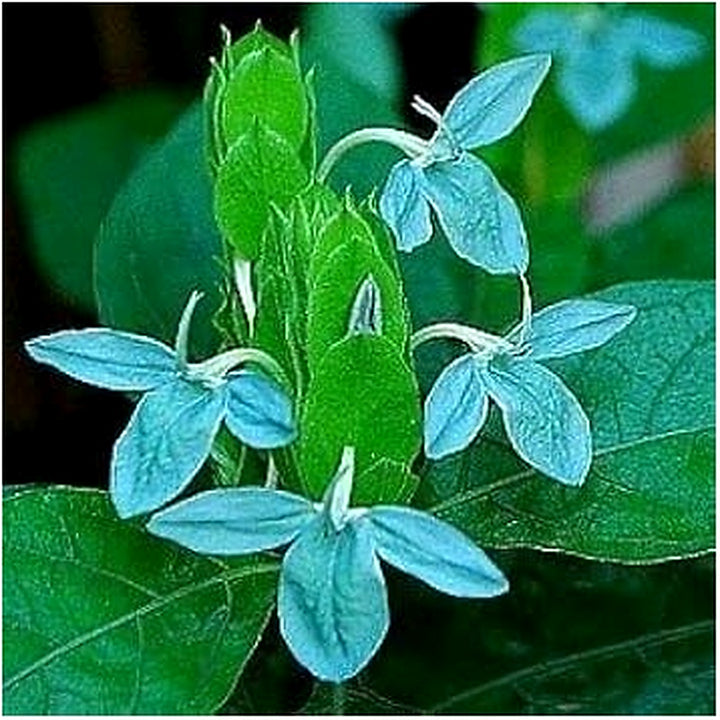 Heirloom Non-GMO Blue Ecbolium Viride Flower Seeds for Garden Landscaping and Home Gardening [neera-v5-17355e4e4d9775f4c659]