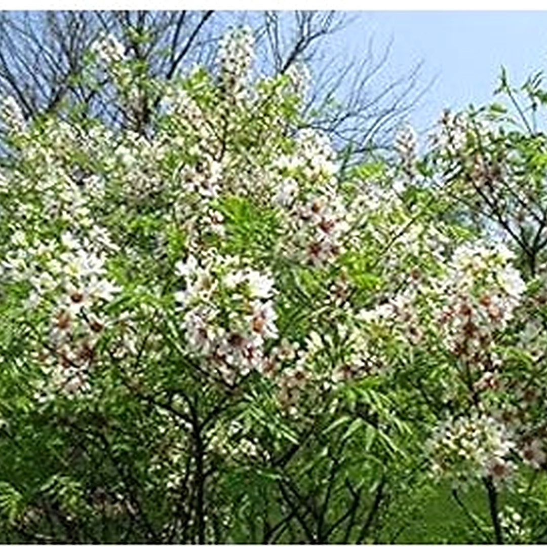 Yellowhorn Xanthoceras Sorbifolium Seeds for Planting [neera-v5-174027a0ce56837c4c63]