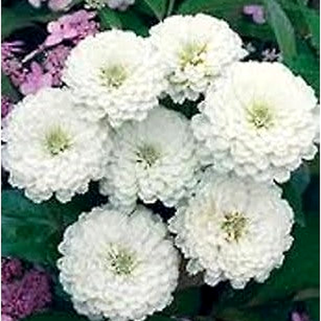 White Oklahoma Flower For Garden Flower Seeds for Home Garden Planting, Landscape Organic Blooming [neera-v5-1759004629c65d68909c]