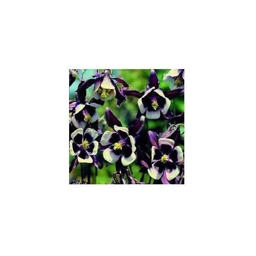 Violet White Columbine William Flower Seeds for Planting [neera-v5-1764cc440e1cecdc0e20]