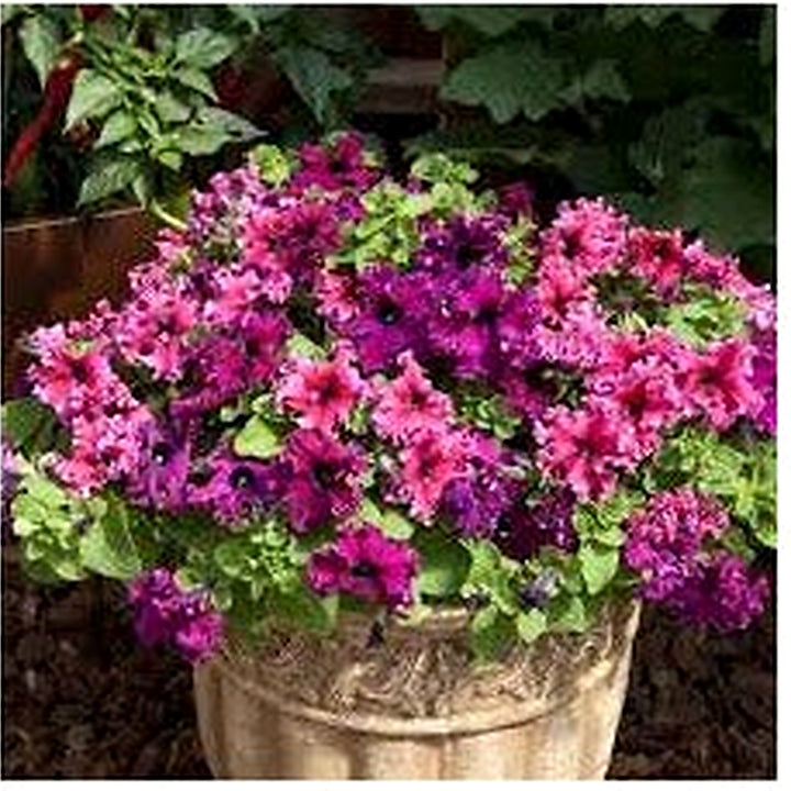 Petunia Espresso Frappe Mix Seeds for Planting [neera-v5-17663a4d8cdc5e5bf200]