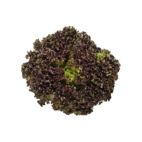 Black Lettuce Seeds for Planting [neera-v5-176a53156a10b8bbc94b]