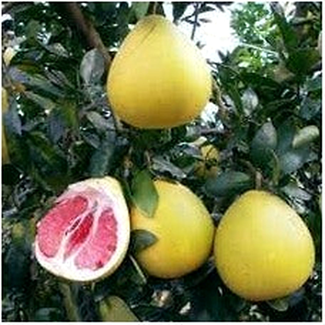 Pomelo Fruit Seeds for Gardening [neera-v5-1776b7cb43bb7b2373ff]