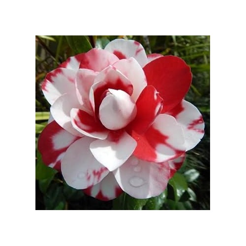 Camellia Impatiens Flower Seeds for Planting [neera-v5-177dc0d2b4213ac5efab]